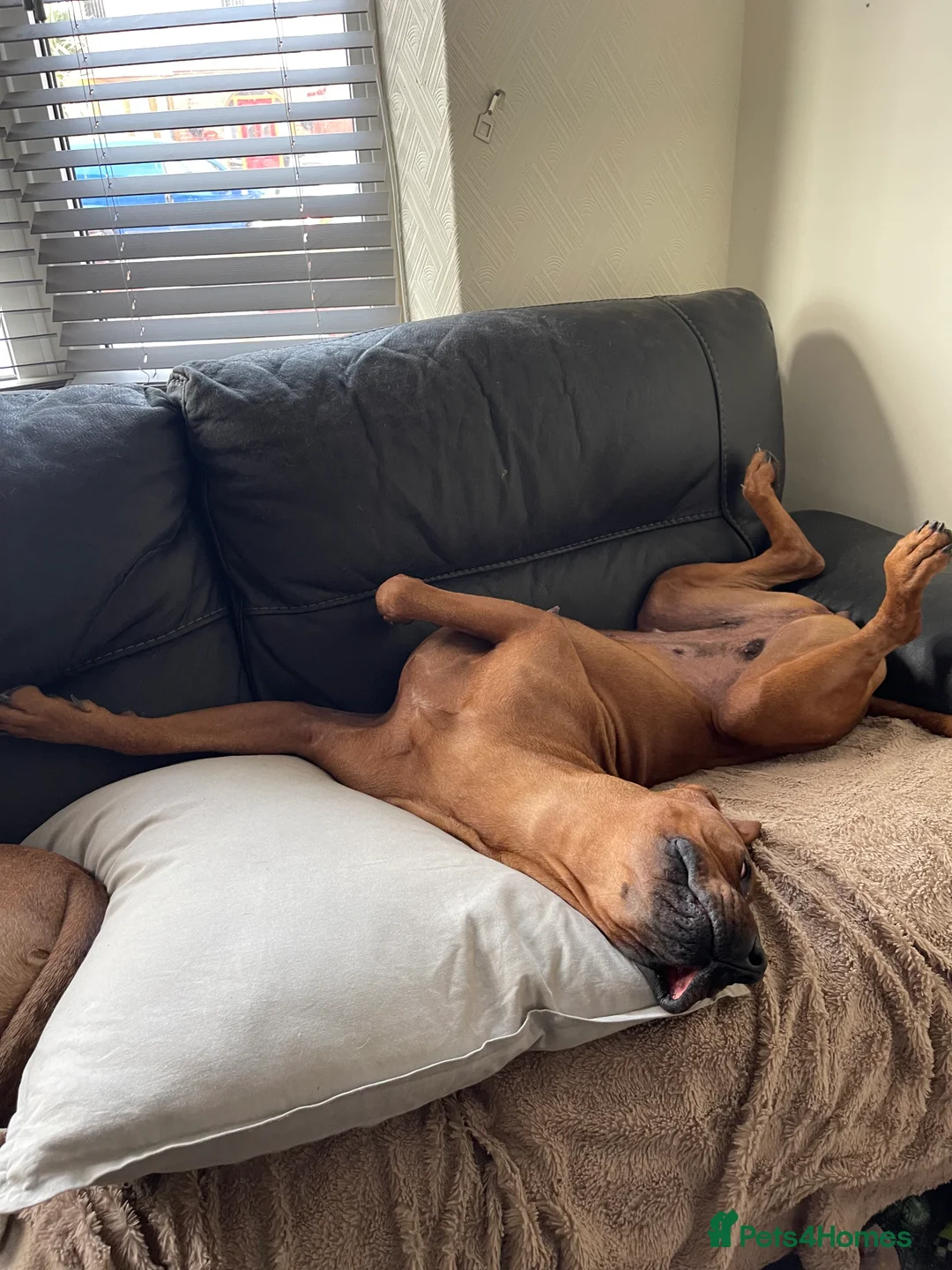 Mixed Breed dogs for sale: Rhodesian ridgeback x breed - Advert 6
