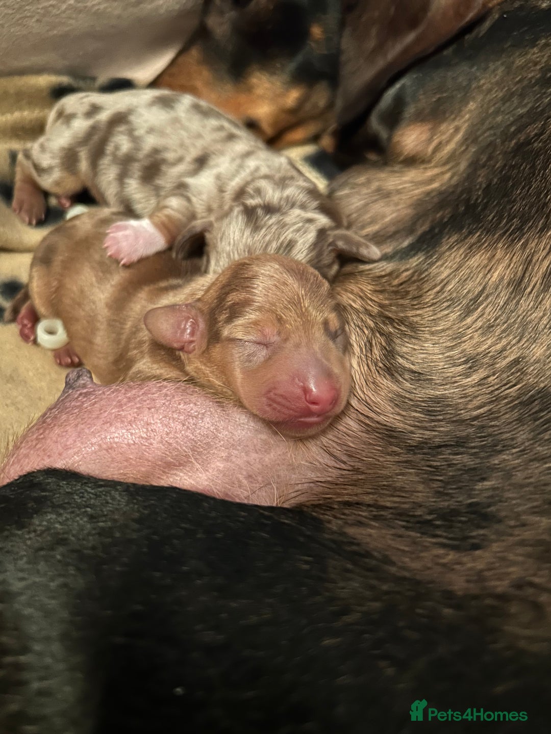 Miniature Dachshund dogs for stud: Black and cream proven gorgeous boy for stud only  - Image 11
