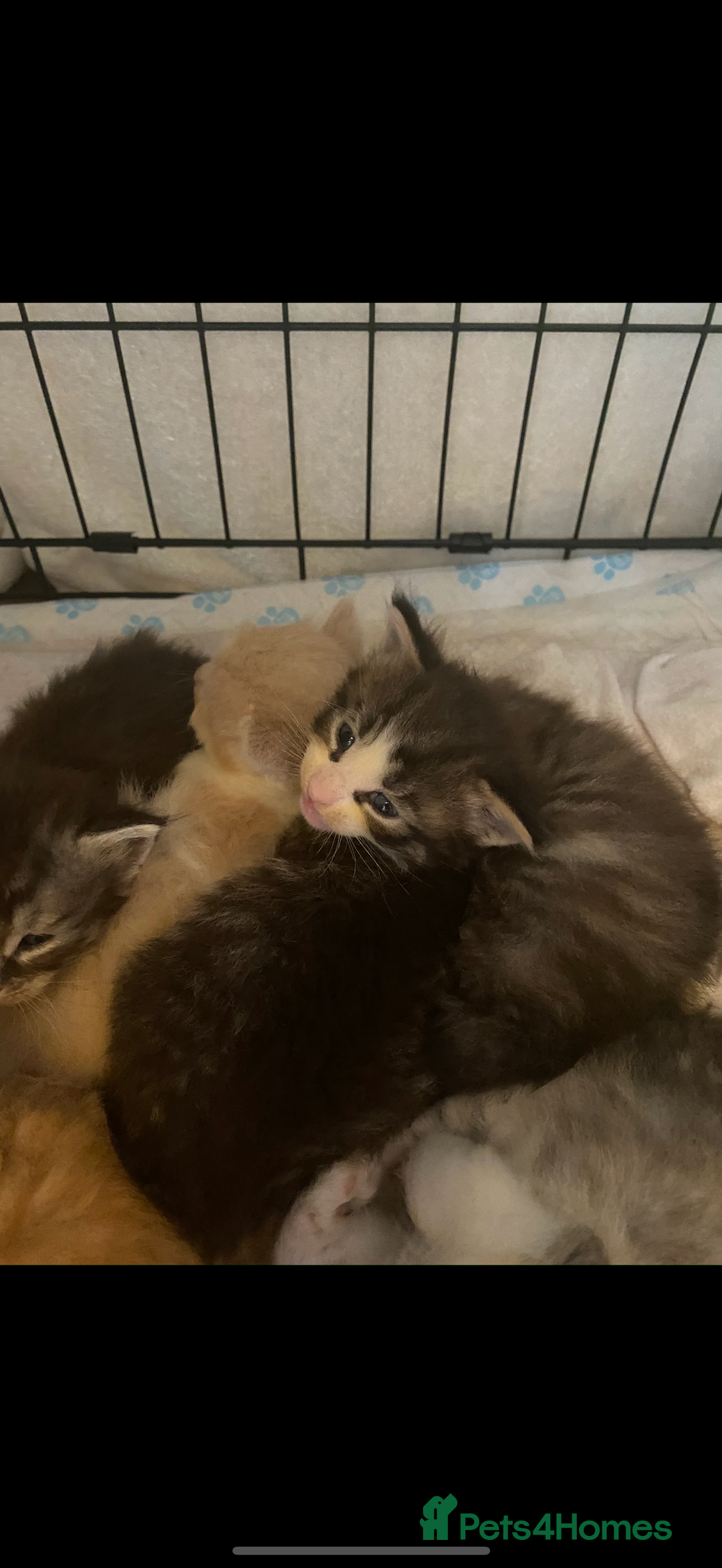 Maine Coon cats for sale: Maine coon kittens GCCF - Image 8