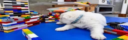 Samoyed dogs for sale: Bundle of joy 3 Puppy - Advert 38