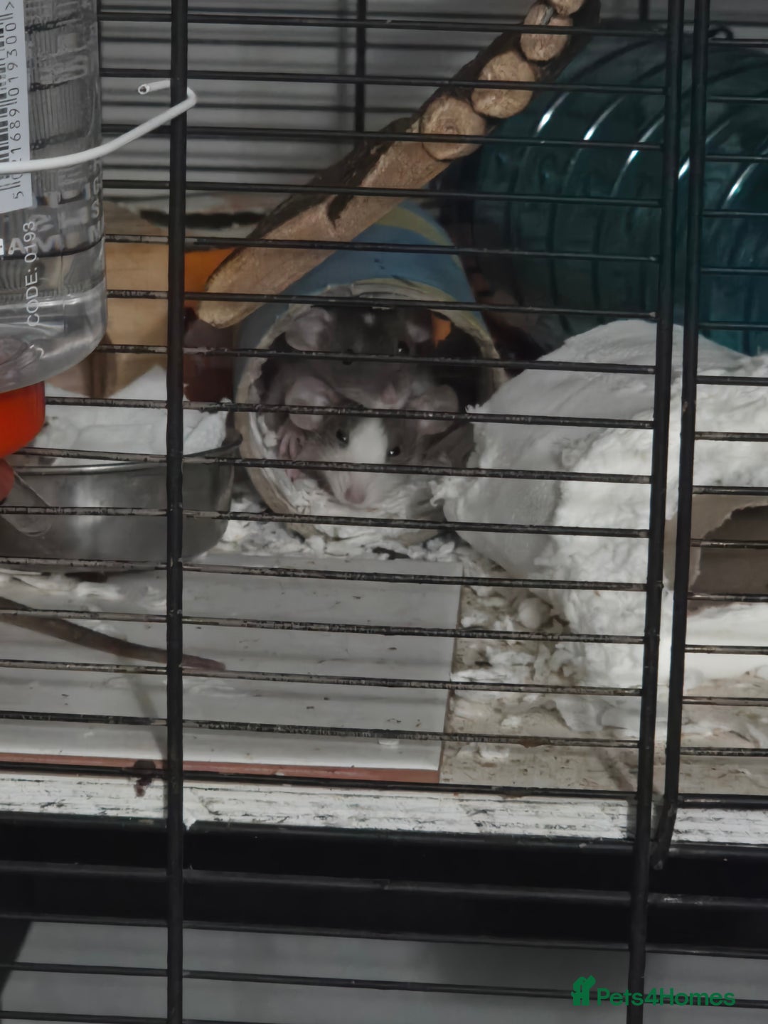 Rat rodents for sale: Dwarf Dumbo Rats - Advert 4