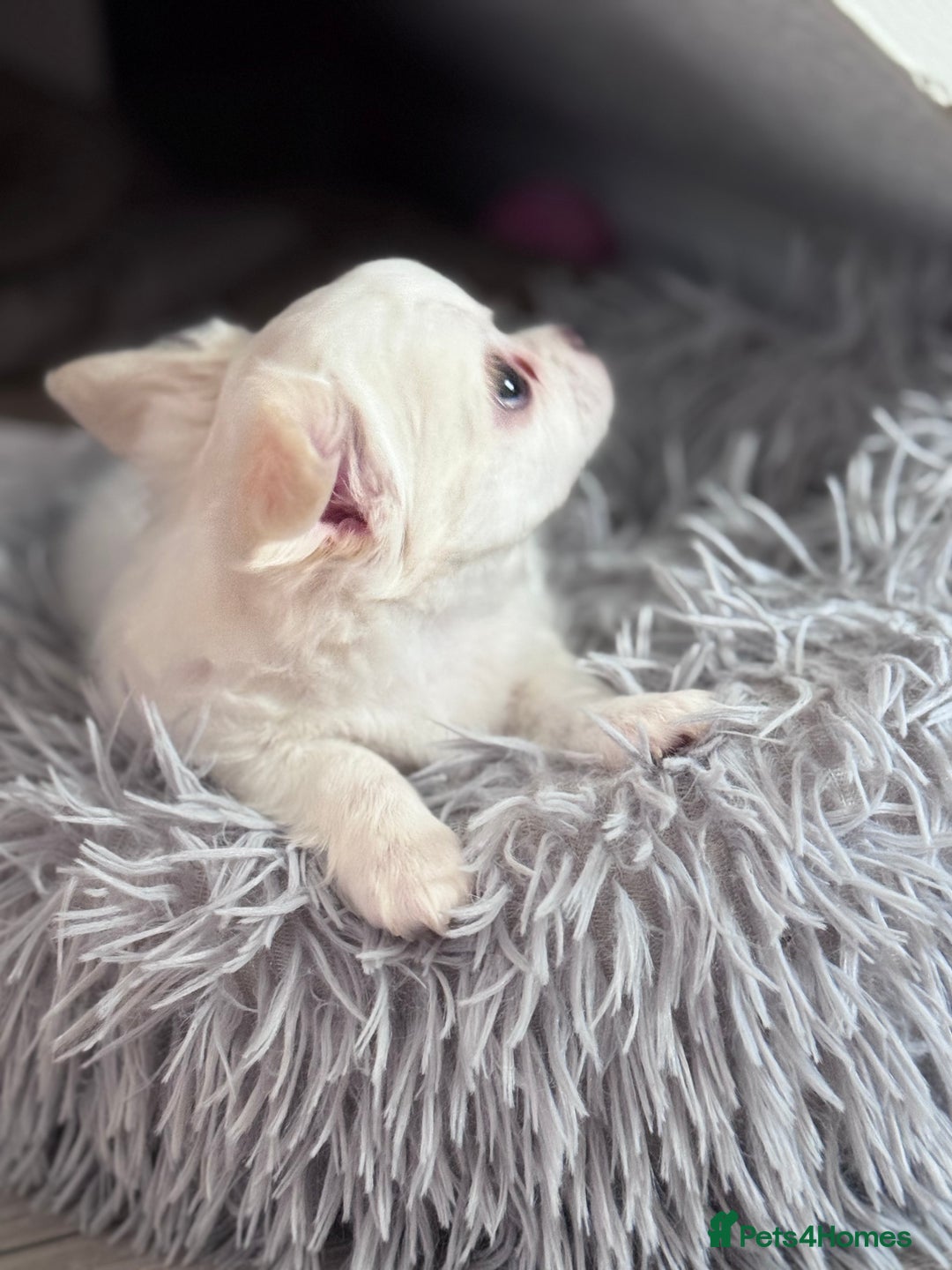 Chihuahua dogs for sale: READY 📣BEAUTIFUL LONG COAT CHIHUAHUA PUPPIES 🐶 - Image 10
