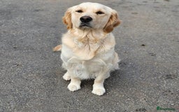 Golden Retriever dogs for sale: Golden Retriever Puppies ready to go now - Image 5