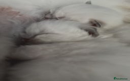 Ragdoll cats for sale: Absolutely Stunning litter of pure Ragdoll kittens - Image 5