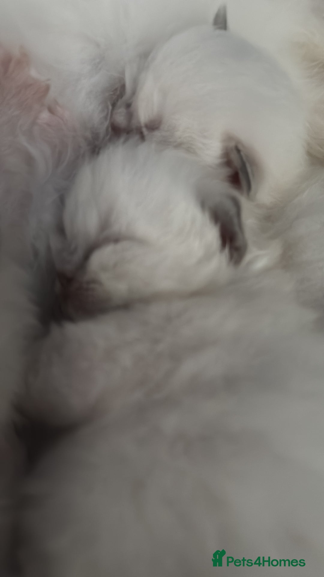 Ragdoll cats for sale: Absolutely Stunning litter of pure Ragdoll kittens - Image 5