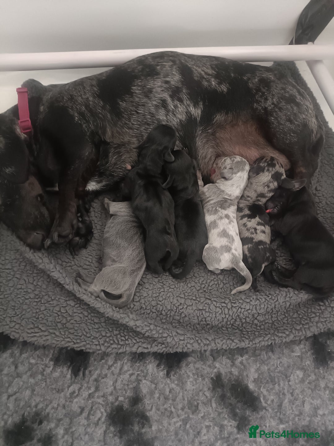 Dachshund dogs for sale: Beautiful daccys for sale ready 30th December  - Image 2