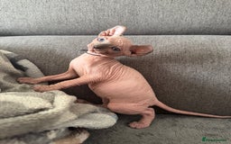 Sphynx cats for sale: Elf kittens 🔥🔥🔥 - Image 8
