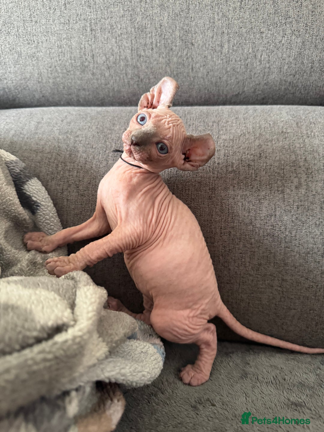 Sphynx cats for sale: Elf kittens 🔥🔥🔥 - Image 8