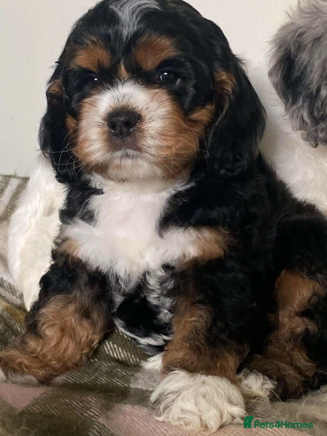 Cockapoo dogs for stud: Unique f3 American cockapoo stud  in Aberdeen - Advert 12