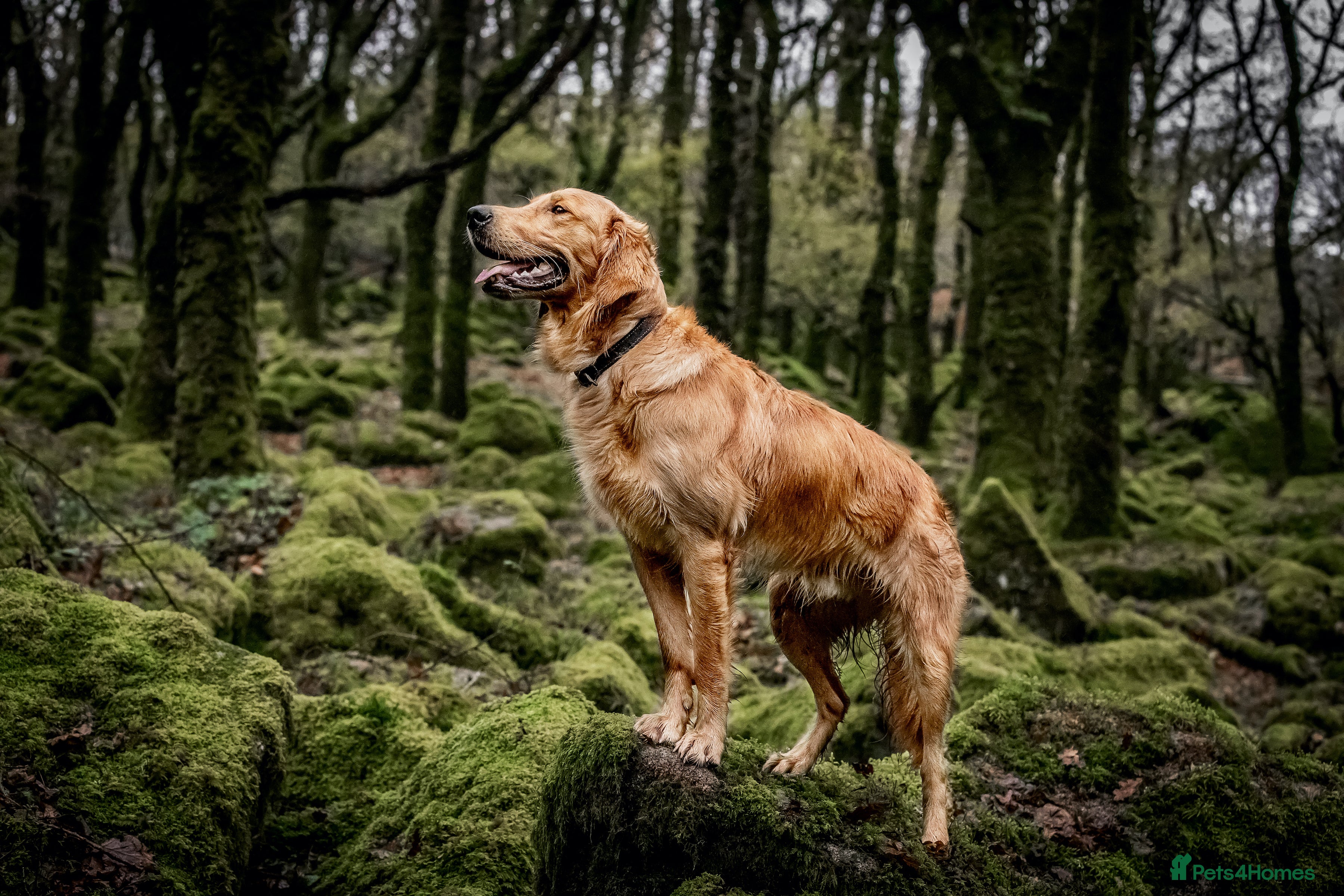 Golden Retriever dogs PROVEN & HEALTH TESTED Dark Red KC Retriever Stud - Advert 3
