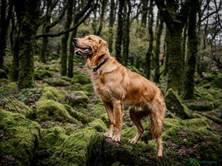 Golden Retriever dogs PROVEN & HEALTH TESTED Dark Red KC Retriever Stud - Advert 8