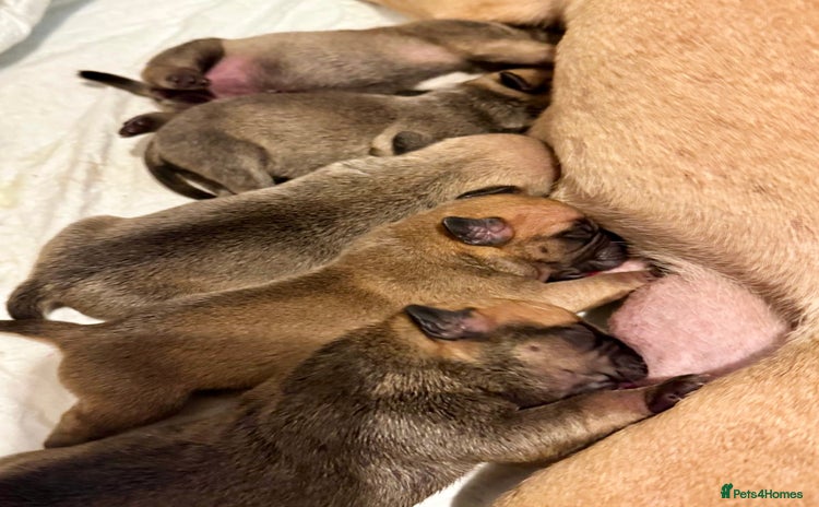 Mixed Breed dogs - Advert 2