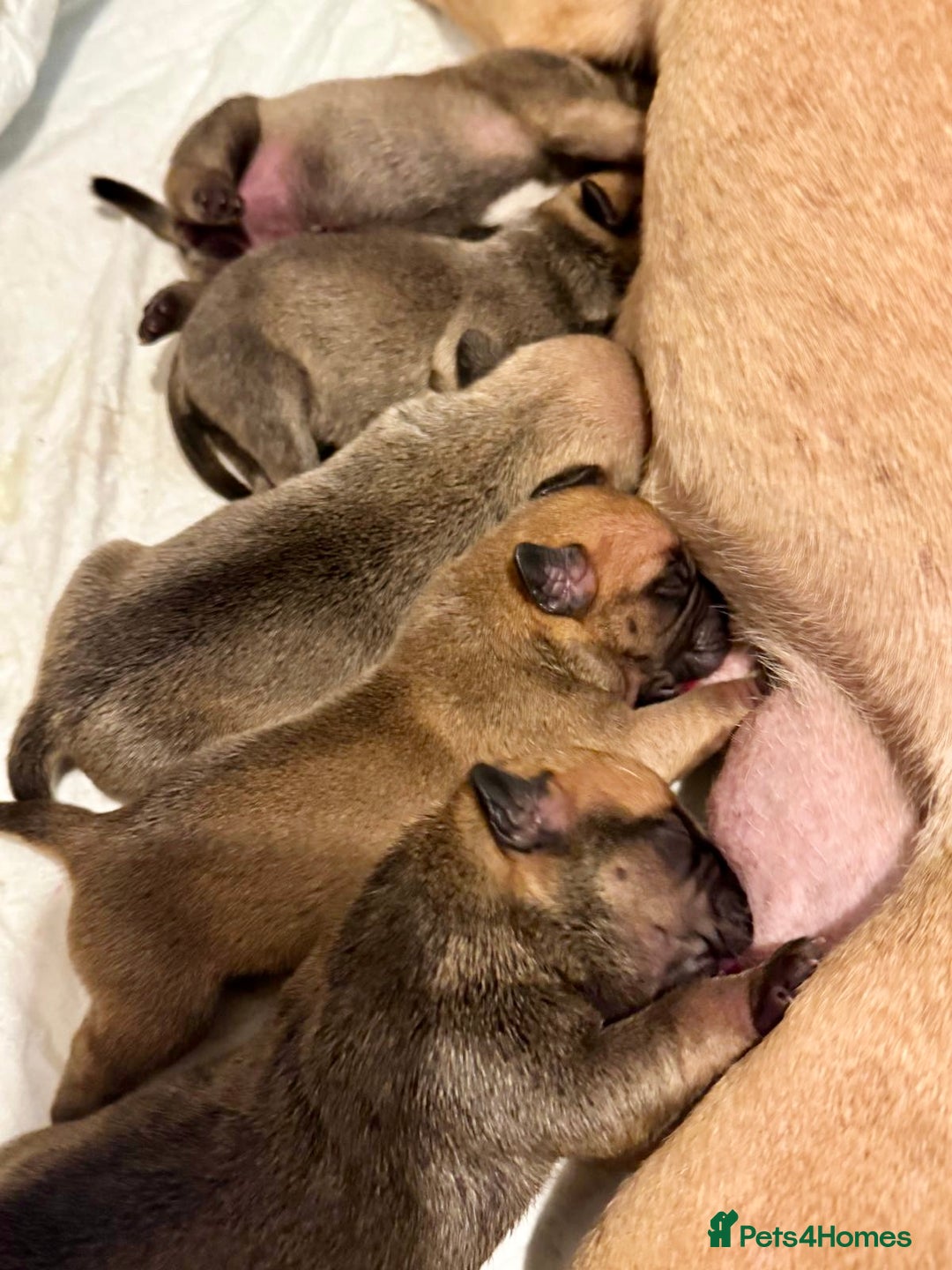 Mixed Breed dogs for sale: French Bulldog x Standard Bully Pups - Advert 14