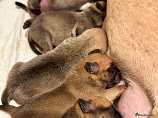 Mixed Breed dogs - Advert 5