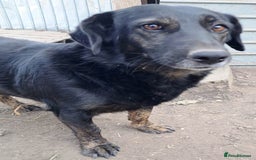 Mixed Breed dogs for adoption: Beautiful and Gentle LOLITA - for a Loving Home - Image 10