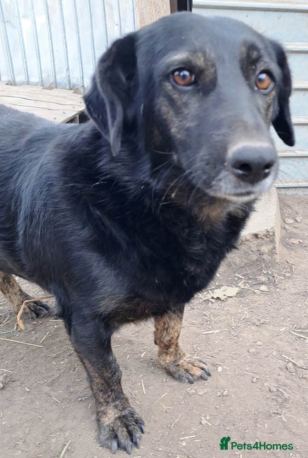 Mixed Breed dogs for adoption: Beautiful and Gentle LOLITA - for a Loving Home - Image 10