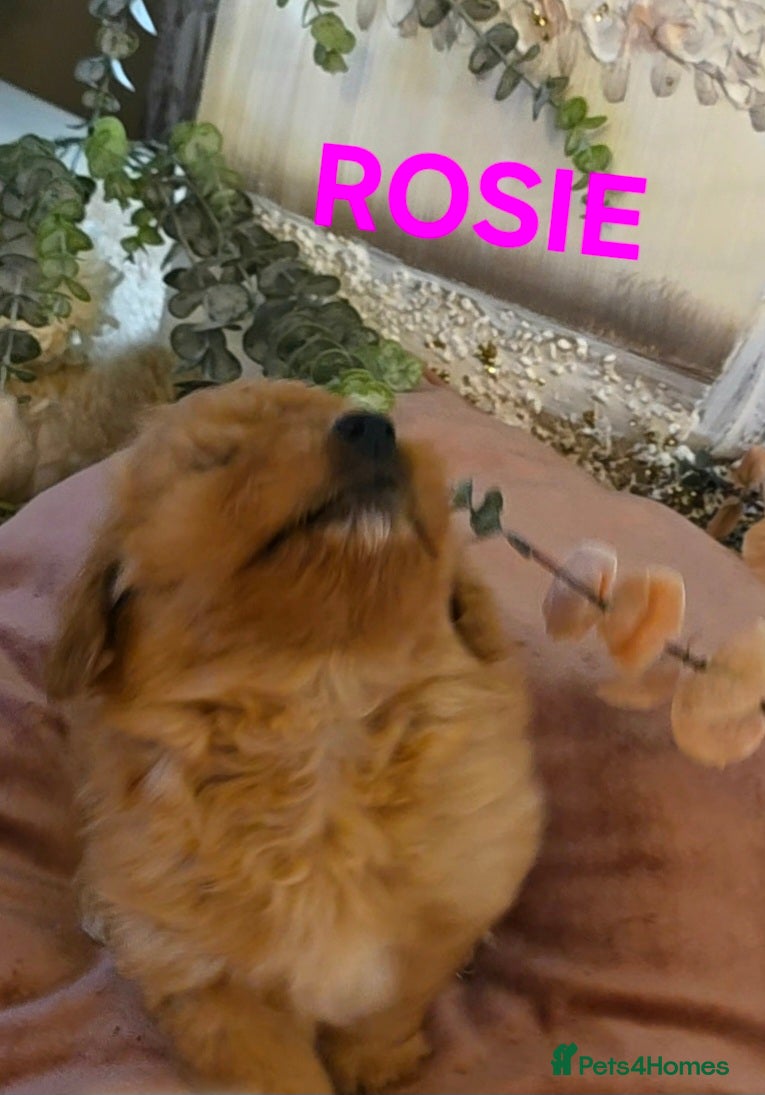 Mixed Breed dogs Maltipoo puppies  - Advert 2