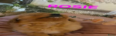 Rosie 