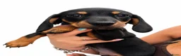 Dachshund dogs for sale: 4 x standard Black and Tan female Dachshund  - Advert 3