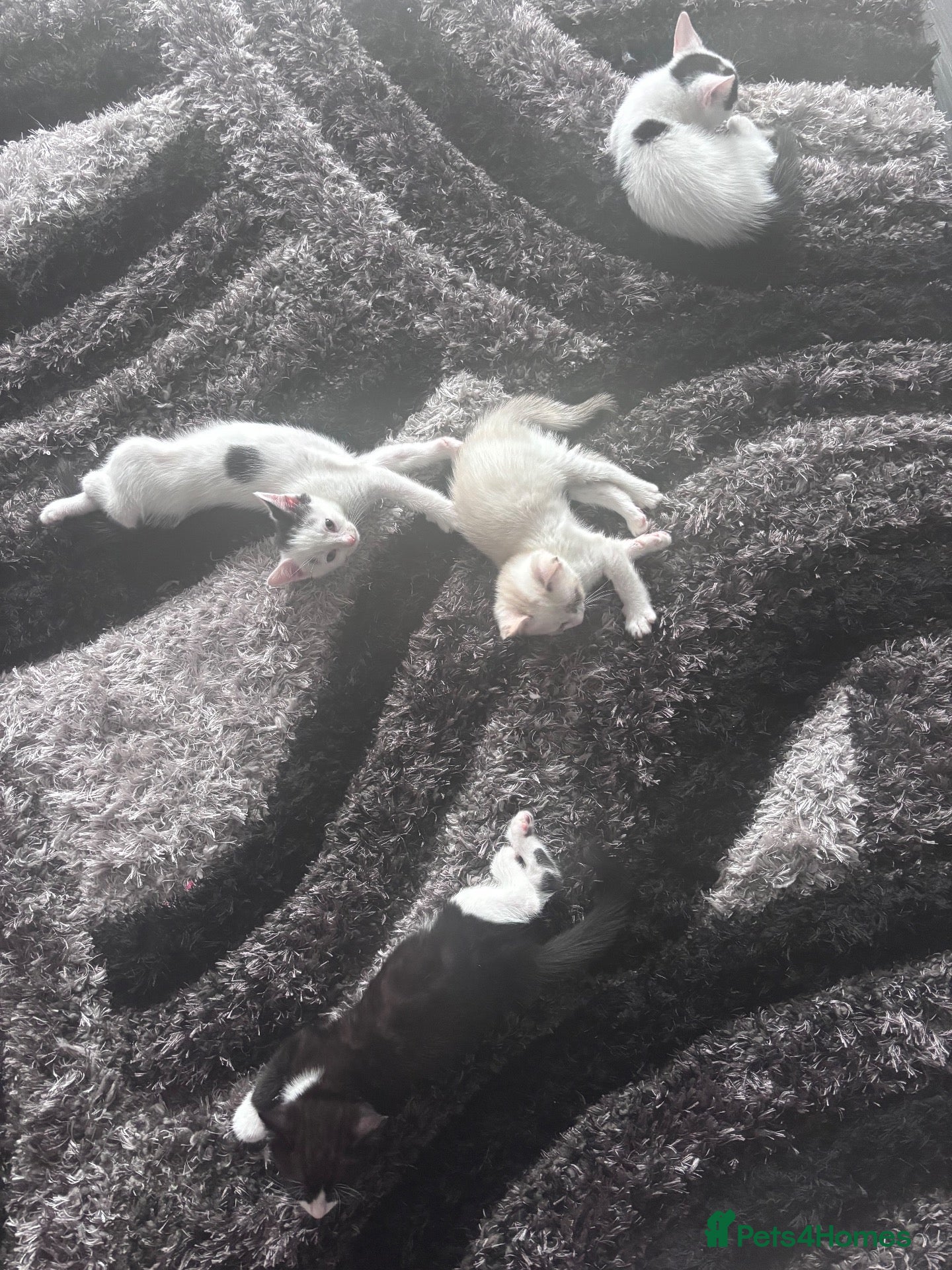 Domestic Shorthair cats Kittens for sale - Advert 2