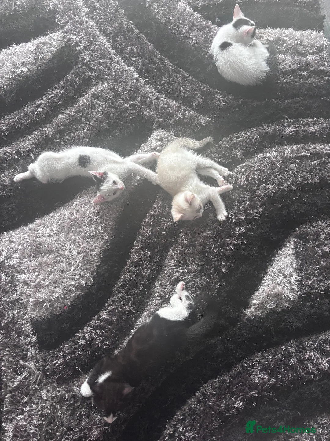 Domestic Shorthair cats for sale: Kittens for sale in Southend-on-Sea - Advert 1