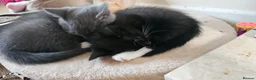 Mixed Breed cats for sale: 2 male kittens ideally rehomed together  - Advert 3