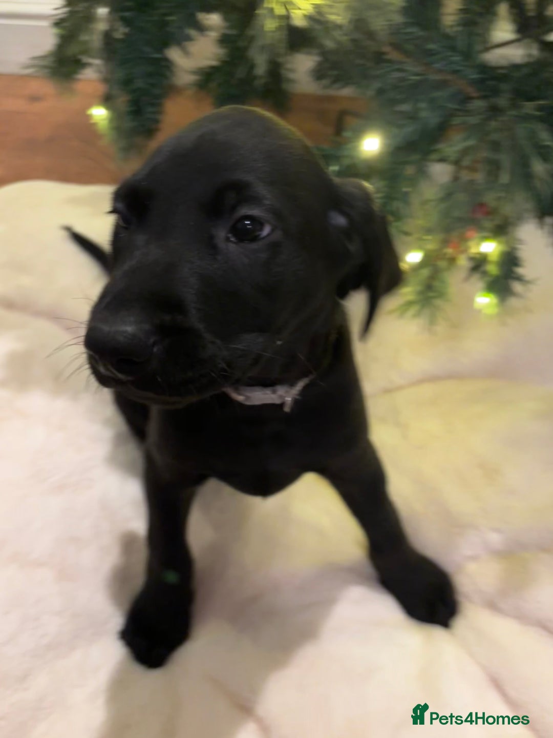 Labrador Retriever dogs for sale: Fully Health Tested Outstanding KC Reg Puppies - Advert 14