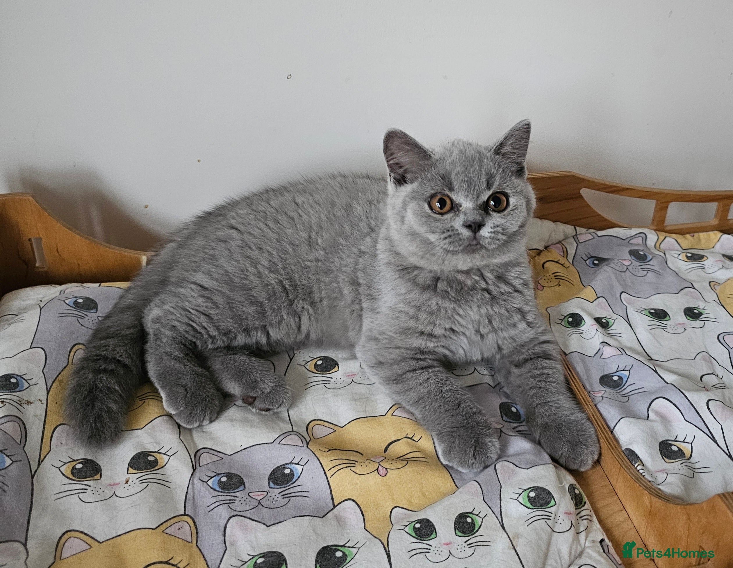 British Shorthair cats Beautiful British Shorthair kittens NEUTERED - Advert 3