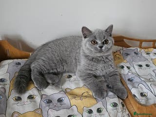 British Shorthair cats Beautiful British Shorthair kittens NEUTERED - Advert 3