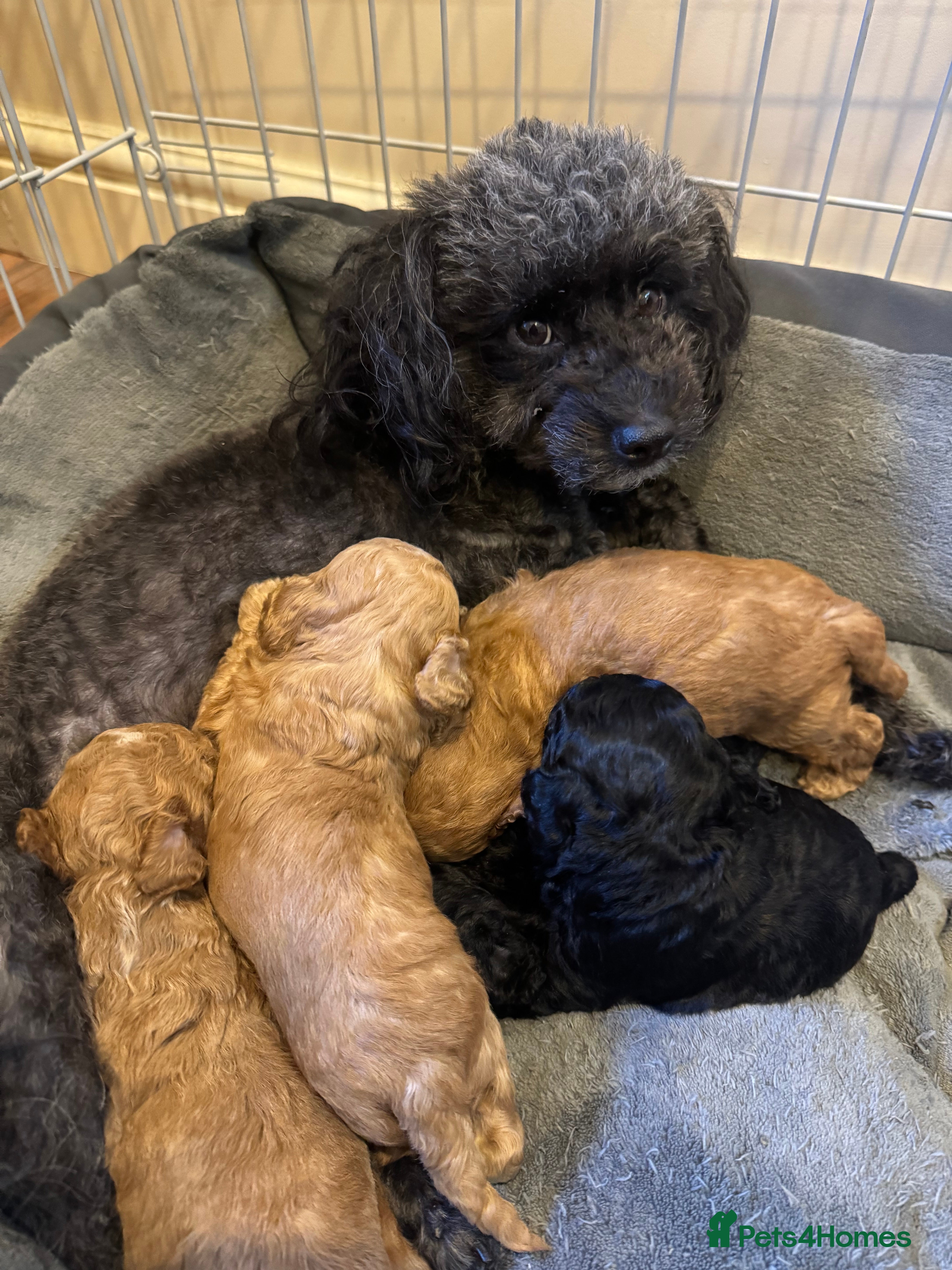 Toy Poodle dogs Beautiful half Asian puppies 🐻❤️ - Advert 2