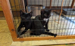 Domestic Shorthair cats for sale: Black kittens - Image 1