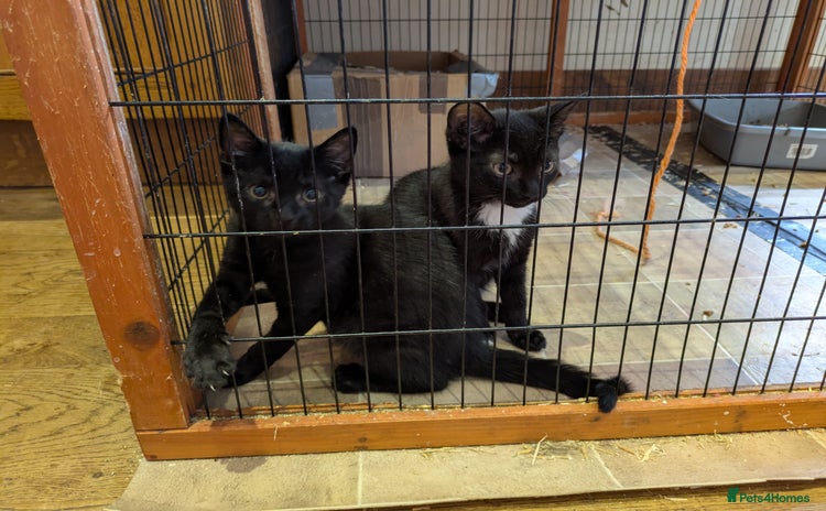 Domestic Shorthair cats - Advert 5