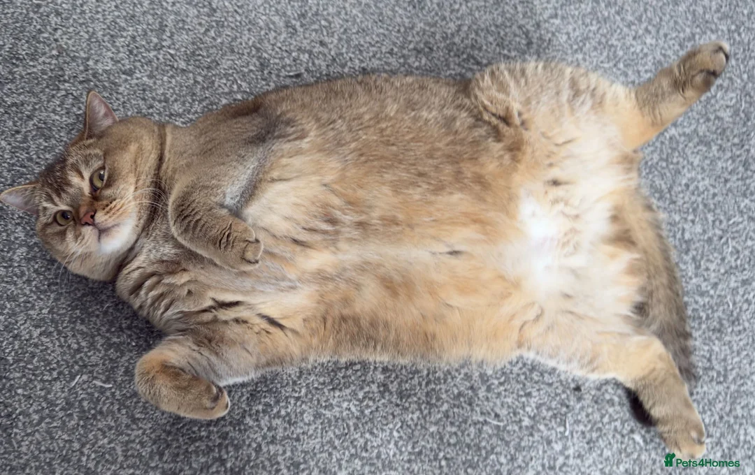 British Shorthair cats for sale: Nala - Golden BSH - Advert 2