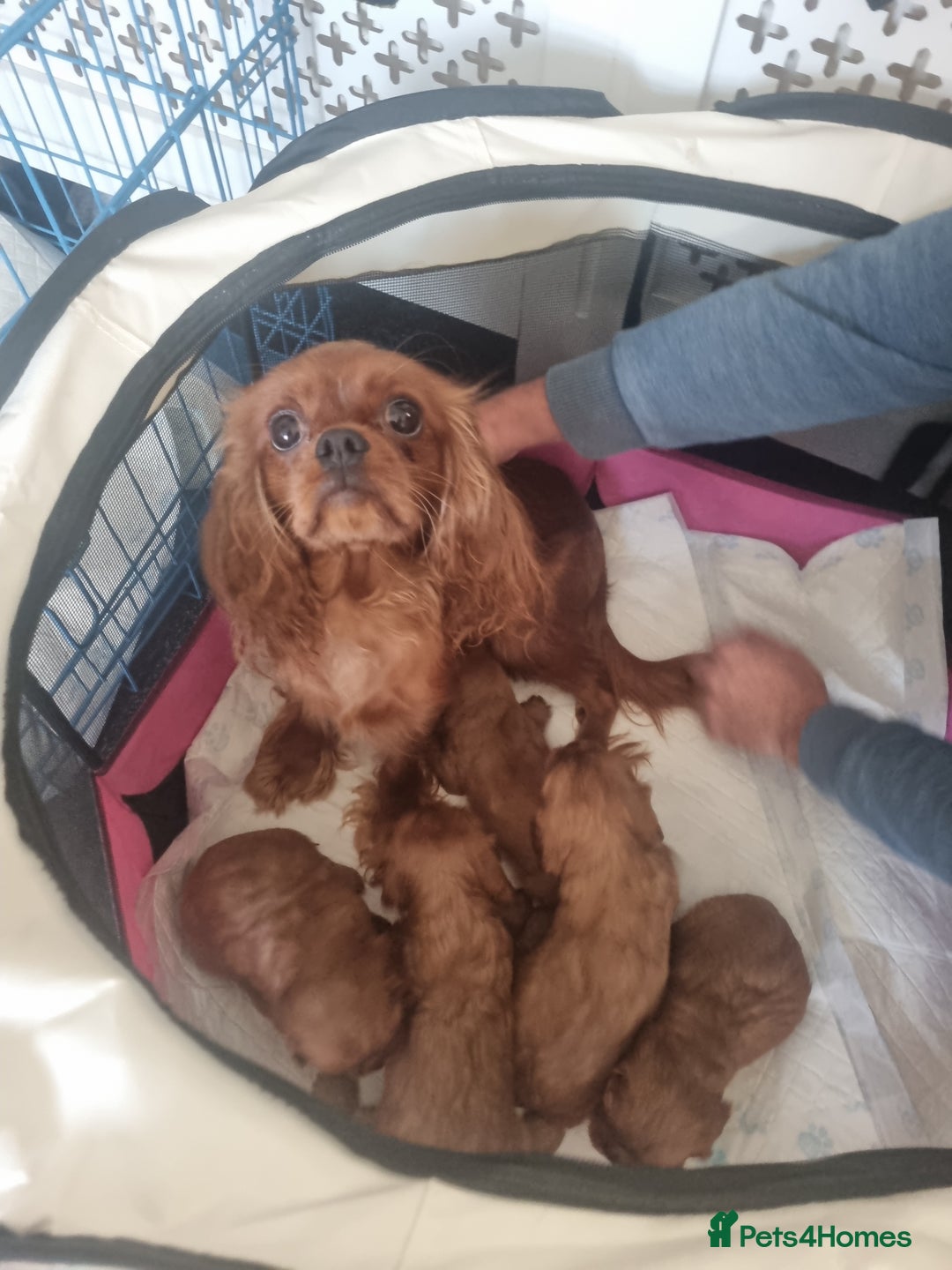 Cavalier King Charles Spaniel dogs for sale: Beautiful toy ruby King charles cavalier puppies. - Advert 15