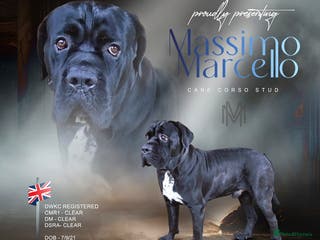 Cane Corso dogs Presenting MASSIMO MARCELLO for Stud in Stafford - Advert 5