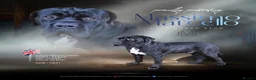 Cane Corso dogs for stud: Presenting MASSIMO MARCELLO for Stud in Stafford - Advert 1
