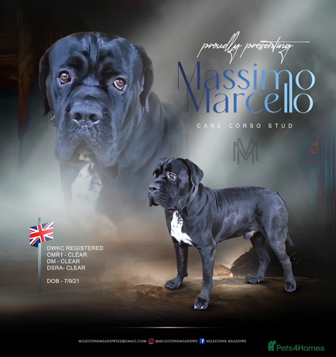 Cane Corso dogs for stud: Presenting MASSIMO MARCELLO for Stud in Stafford - Advert 1