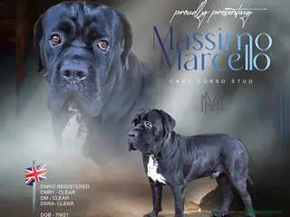 Cane Corso dogs Presenting MASSIMO MARCELLO for Stud in Stafford - Advert 11