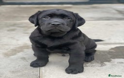 Labrador Retriever dogs for sale: KC CHAMPION LINE LABRADOR RETRIEVER PUPPIES - Image 3