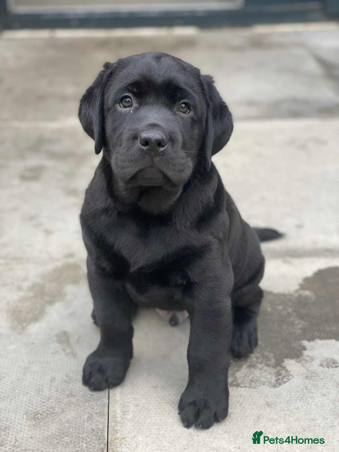 Labrador Retriever dogs for sale: KC CHAMPION LINE LABRADOR RETRIEVER PUPPIES - Image 3