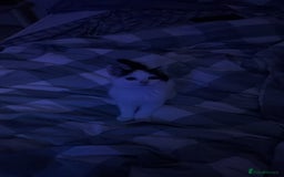 European cats for sale: Little kitten to go to a good home  - Image 2