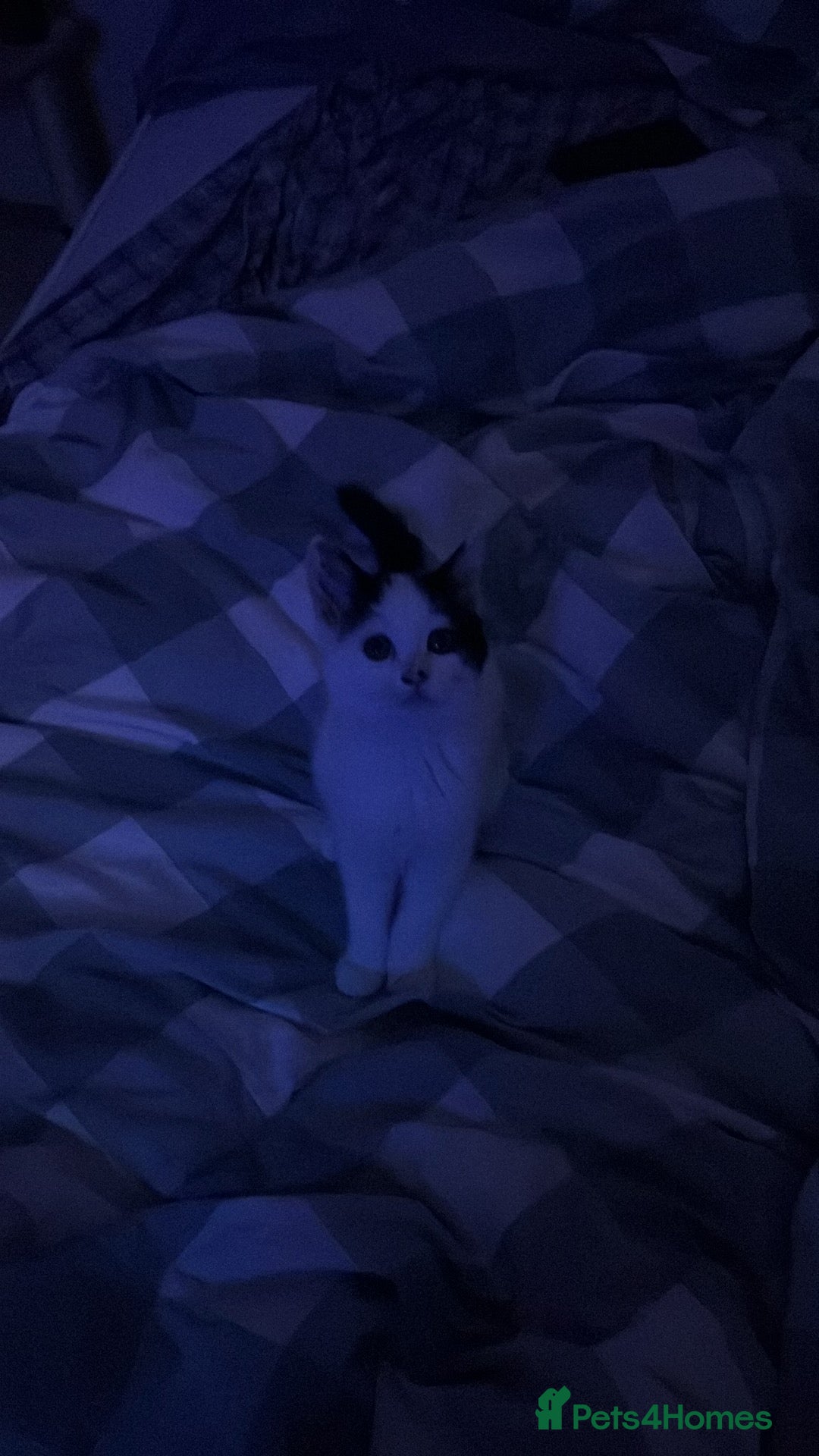 European cats for sale: Little kitten to go to a good home  - Image 2