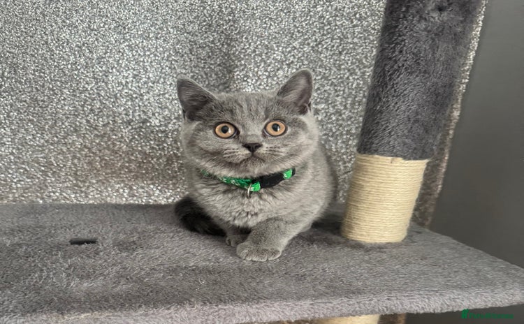 British Shorthair cats - Advert 9