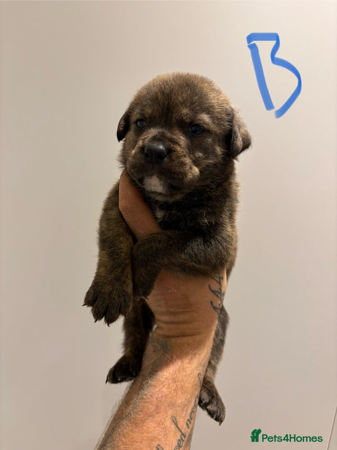 Mixed Breed dogs for sale: Rottweiler X Olde Tyme bulldog (Bullweilers)  - Image 4