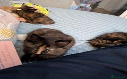 British Longhair cats for sale: 2 left  - Image 1