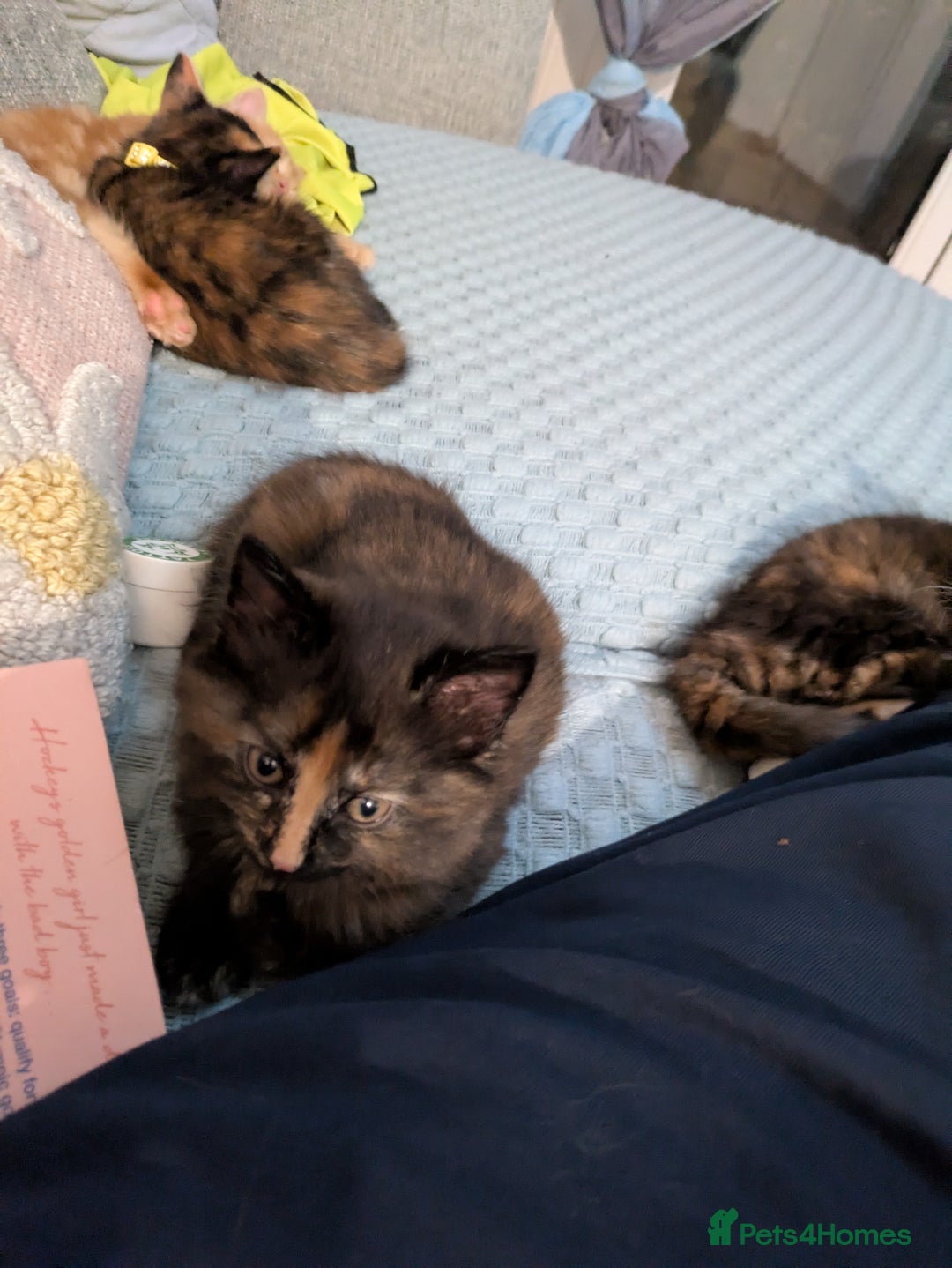British Longhair cats for sale: 2 left  - Image 1