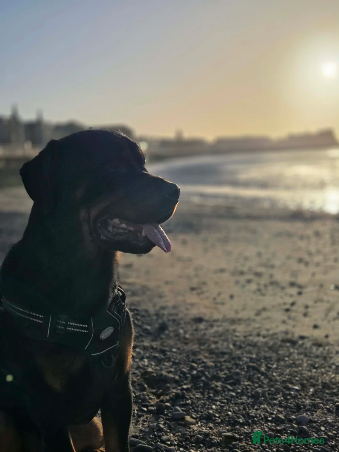 Rottweiler dogs for adoption: Kakarot - Advert 13