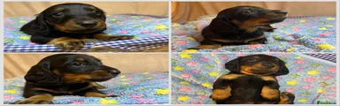 Miniature Dachshund 5