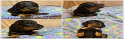 Miniature Dachshund dogs for sale: KC Registered Miniature Dachshund Puppies in Wolverhampton - Advert 6