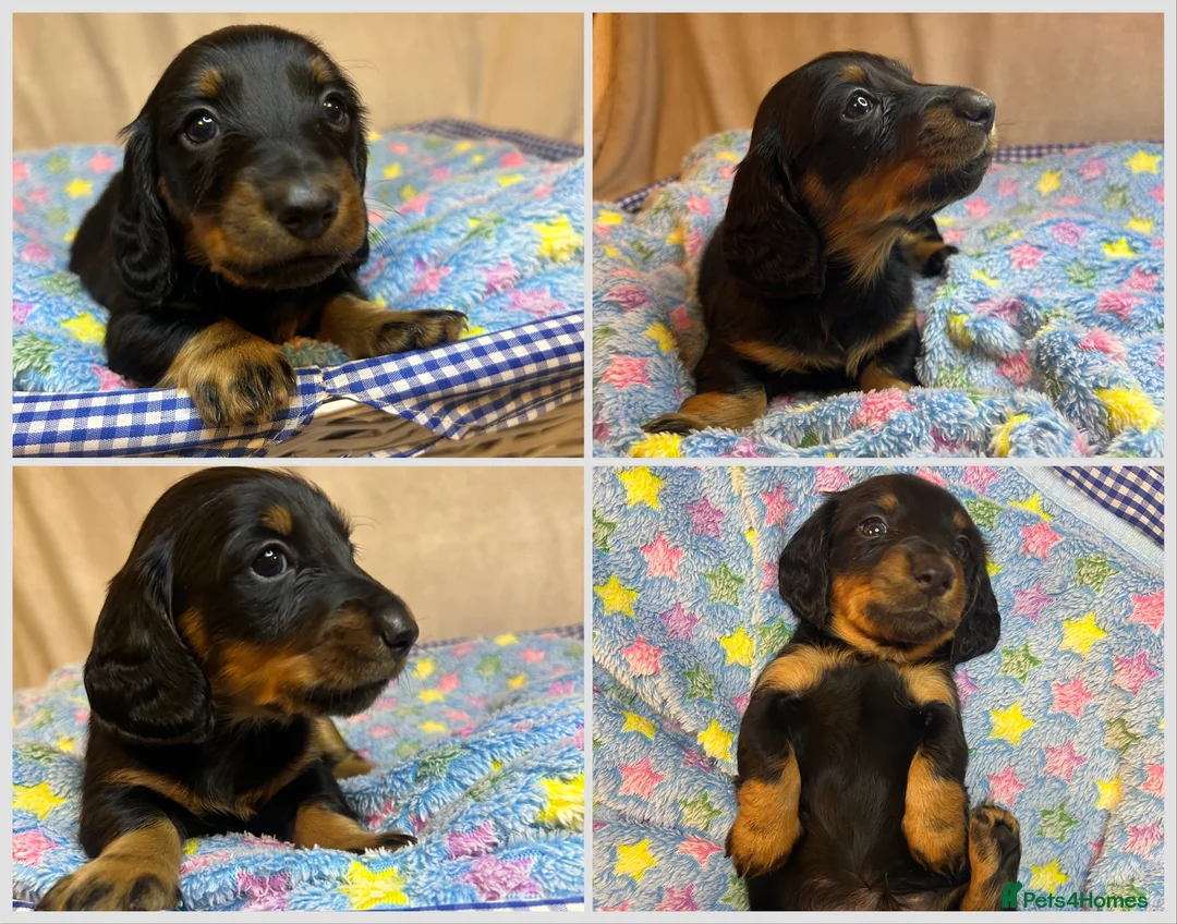 Miniature Dachshund dogs for sale:  KC Registered Miniature Dachshund Puppies - Advert 7